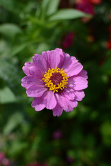 ピンクの可愛い花