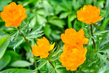 Blooming orange meadow flower in the garden