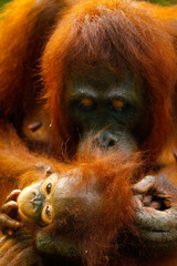 Fototapeta premium Female orangutan with her baby in the rainforest of borneo 