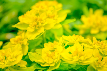 Blooming little yellow meadow flower in the garden