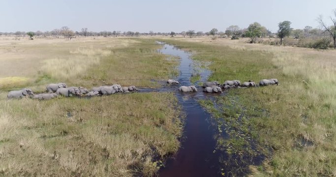 Aerial panning view of a breeding herd of elephants crossing a river in the Okavango Delta, Botswana