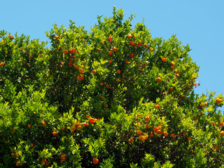 Fototapeta na wymiar Oranges tangerines hang from tree against a blue sky