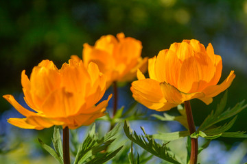 Blooming orange meadow flower in the garden