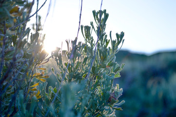 Sunrise Sage