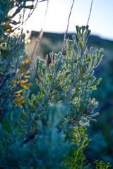 Sunrise Sage © Bridget