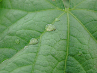 Guttation. Drops of juice stood out on the surface of a leaf of cucumber shoots. The effect is similar to tears, dew. 