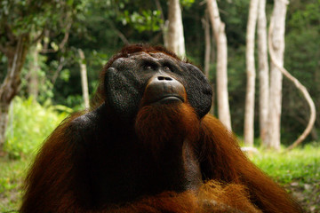 close up of the face of orangutan in the rainforest of borneo