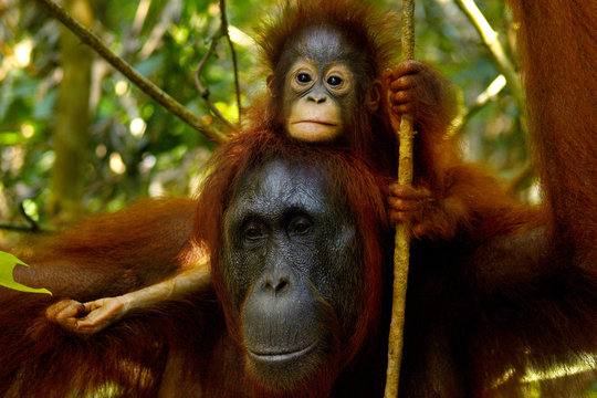 Female orangutan with her baby in the rainforest of borneo 