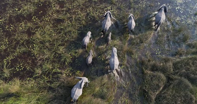 Close-up aerial view of a breeding herd of elephants walking in the marshy grasslands of the Okavango Delta, Botswana