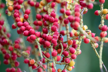 The fruits of the plant Caryota mitis close-up in natural light.