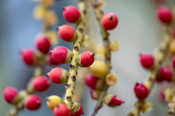 Fototapeta na wymiar The fruits of the plant Caryota mitis close-up in natural light.