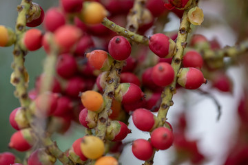 The fruits of the plant Caryota mitis close-up in natural light.