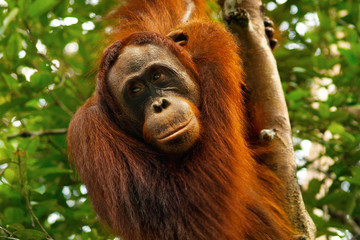 close up of the face of orangutan in the rainforest of borneo