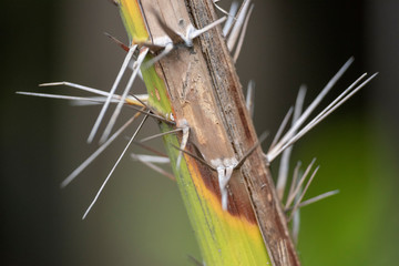 Stalk of a palm tree with needles close-up in natural light.