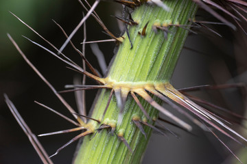 Stalk of a palm tree with needles close-up in natural light.