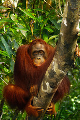  orangutan in the rainforest of borneo 