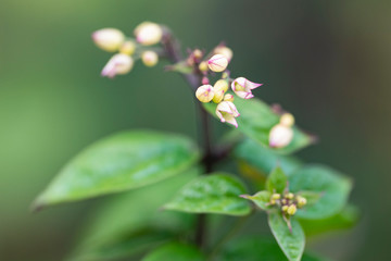 Clerodendrum Thompson (lat. Clerodendrum thomsonae) - flowers close-up.