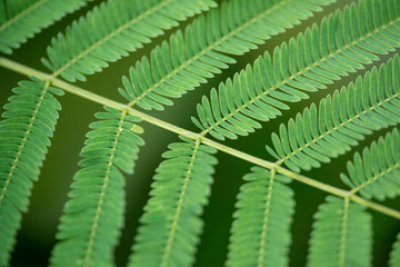 Green leaves of tamarind in nature. Close-up. Thailand, Koh Chang Island.