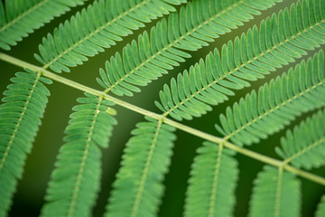 Green leaves of tamarind in nature. Close-up. Thailand, Koh Chang Island.
