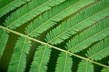 Green leaves of tamarind in nature. Close-up. Thailand, Koh Chang Island.