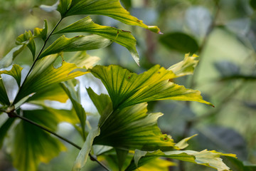 Fototapeta premium Green leaves of the plant Caryota mitis close-up in natural light.