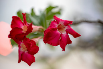 Flower plant Adenium close-up in natural light.