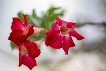 Flower plant Adenium close-up in natural light.