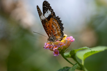 A butterfly on a flower of a Lantana plant close-up in natural light.