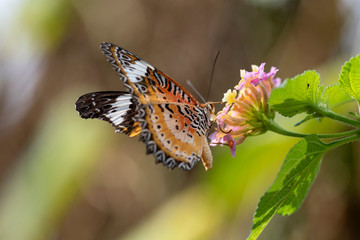 A butterfly on a flower of a Lantana plant close-up in natural light.