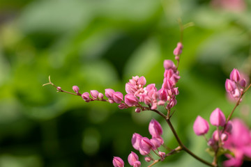 Clerodendrum Thompson (lat. Clerodendrum thomsonae) - flowers close-up.