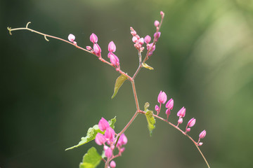 Clerodendrum Thompson (lat. Clerodendrum thomsonae) - flowers close-up.