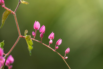 Clerodendrum Thompson (lat. Clerodendrum thomsonae) - flowers close-up.