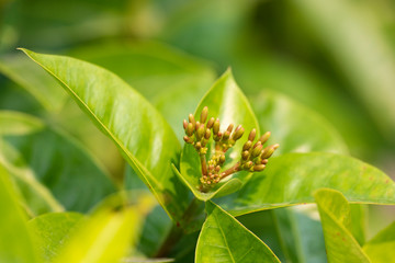 Beautiful red flowers of the plant Ixora chinensis in natural light.
