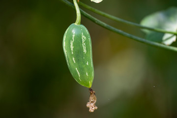 The fruit of the plant Coccinia grandis close-up.