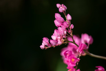 Clerodendrum Thompson (lat. Clerodendrum thomsonae) - flowers close-up.