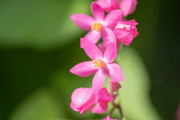 Obraz na płótnie Canvas Clerodendrum Thompson (lat. Clerodendrum thomsonae) - flowers close-up.