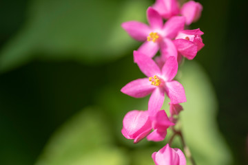 Clerodendrum Thompson (lat. Clerodendrum thomsonae) - flowers close-up.