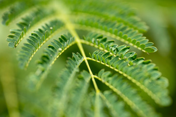 Green leaves of tamarind in nature. Close-up. Thailand, Koh Chang Island.