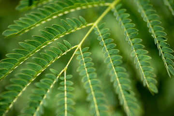 Green leaves of tamarind in nature. Close-up. Thailand, Koh Chang Island.