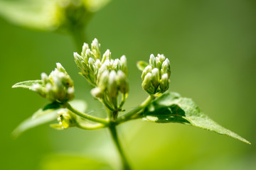 Fragrant chromium (lat. Chromolaena odorata) - perennial plant of the family Compositae, close-up.