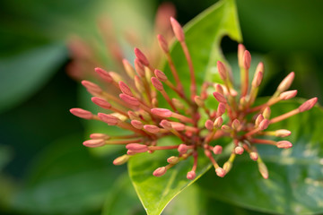 Beautiful red flowers of the plant Ixora chinensis in natural light.