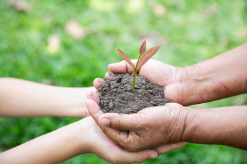 The hands of adults and children holding green seedlings, Environment Earth Day In the hands of trees growing seedlings, reduce global warming, concept of love the world.
