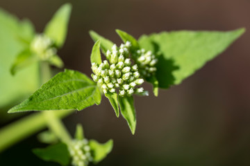 Fragrant chromium (lat. Chromolaena odorata) - perennial plant of the family Compositae, close-up.