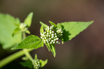 Fragrant chromium (lat. Chromolaena odorata) - perennial plant of the family Compositae, close-up.