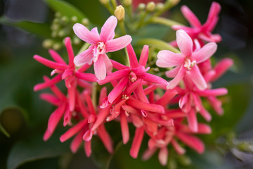 Flowers of the plant Quisqualis indica close-up in natural light.