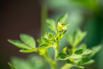 Plant Gynandropsis gynandra close-up in natural light.