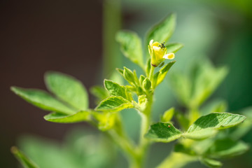 Plant Gynandropsis gynandra close-up in natural light.