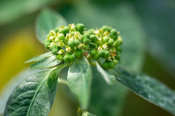 Plant Gynandropsis gynandra close-up in natural light.
