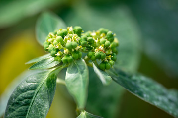 Plant Gynandropsis gynandra close-up in natural light.