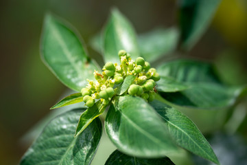 Plant Gynandropsis gynandra close-up in natural light.